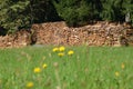 A pile of wood at the edge of the forest Royalty Free Stock Photo